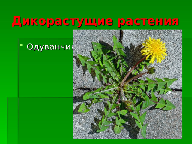 Дикорастущие растения Одуванчик  