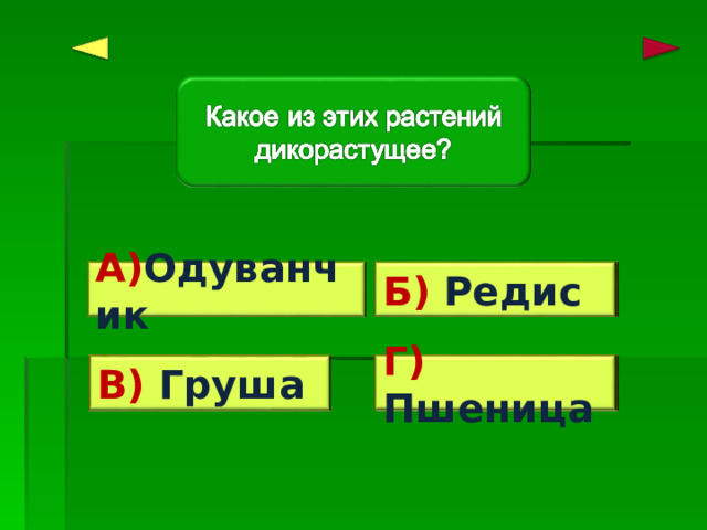 Верно! Б) Редис А) Одуванчик Ошибка! Г) Пшеница Ошибка! Ошибка! В) Груша 
