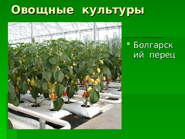 Овощные культуры Болгарский перец 