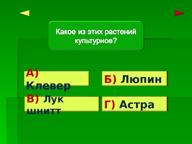 Ошибка! А) Клевер Б) Люпин Ошибка! Г) Астра Ошибка! В) Лук шнитт Верно! 
