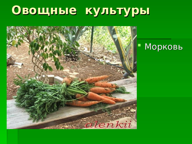 Овощные культуры Морковь 