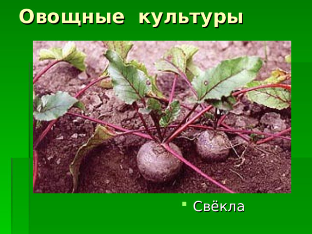 Овощные культуры Свёкла 