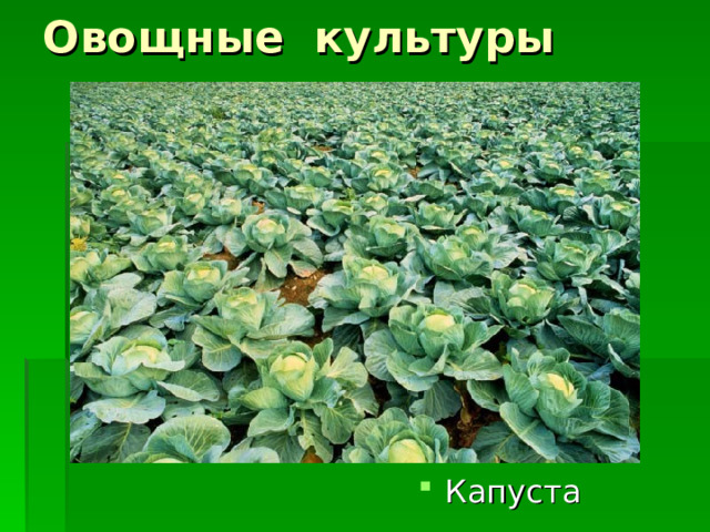 Овощные культуры Капуста 