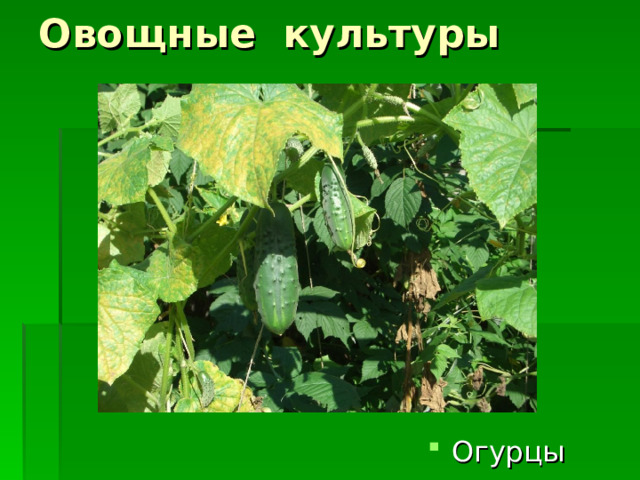 Овощные культуры Огурцы 