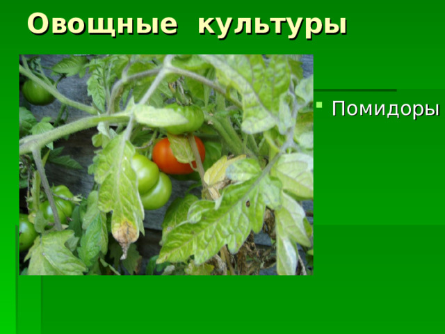 Овощные культуры Помидоры 