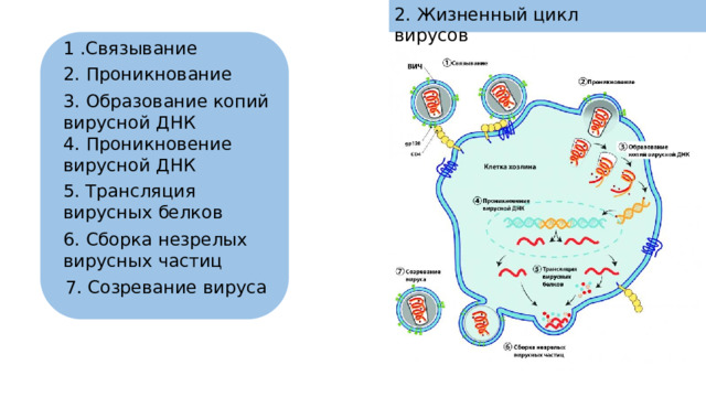 2. Жизненный цикл вирусов 1 .Связывание 2. Проникнование 3. Образование копий вирусной ДНК 4. Проникновение вирусной ДНК 5. Трансляция вирусных белков 6. Сборка незрелых вирусных частиц 7. Созревание вируса 