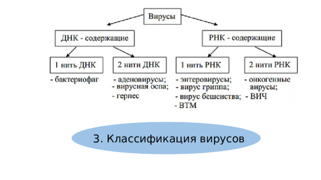 3. Классификация вирусов 