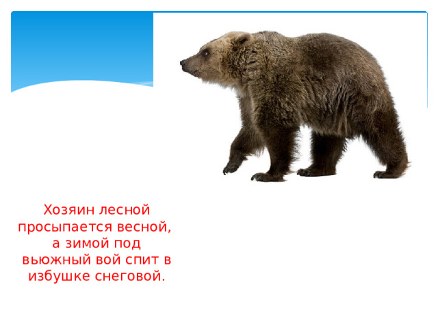 Хозяин лесной просыпается весной,  а зимой под вьюжный вой спит в избушке снеговой.   