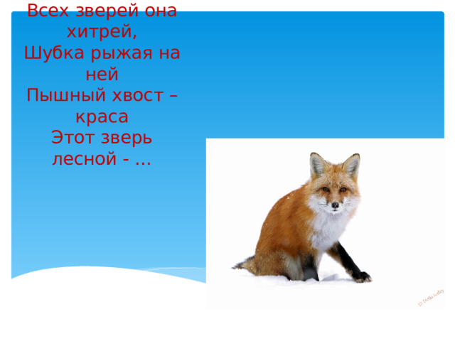   Всех зверей она хитрей,  Шубка рыжая на ней  Пышный хвост – краса  Этот зверь лесной - … 