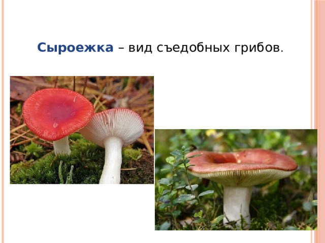 Сыроежка  – вид съедобных грибов . 