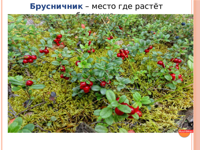 Брусничник – место где растёт брусника . 