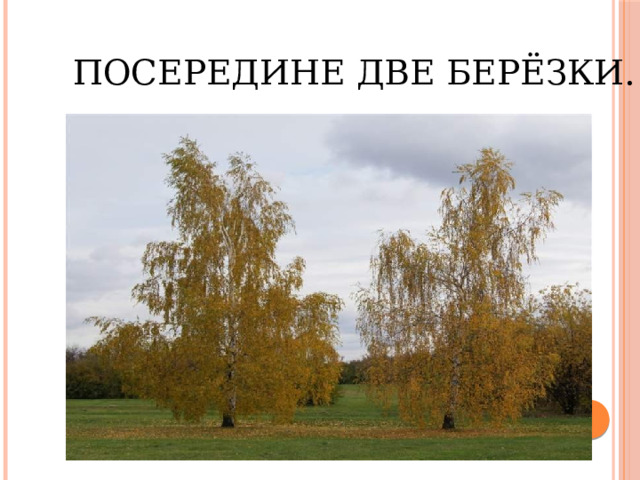 Посередине две берёзки. 