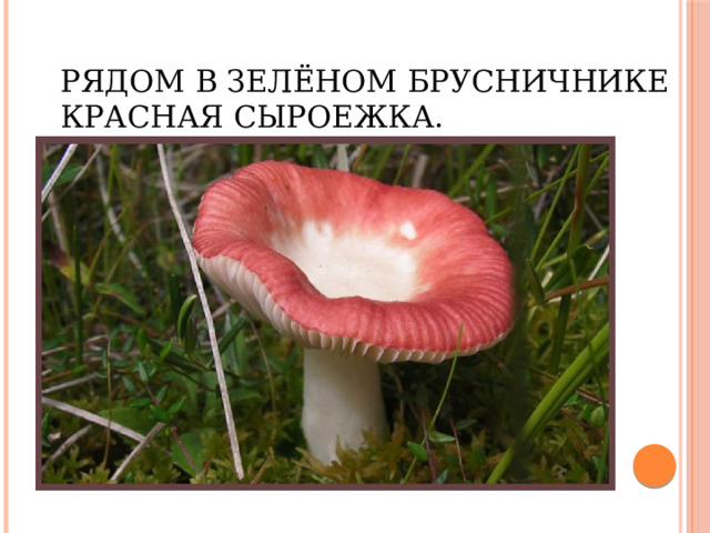 Рядом в зелёном брусничнике красная сыроежка. 