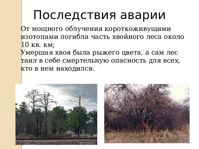 Последствия аварии От мощного облучения короткоживущими изотопами погибла часть хвойного леса около 10 кв. км; Умершая хвоя была рыжего цвета, а сам лес таил в себе смертельную опасность для всех, кто в нем находился. 