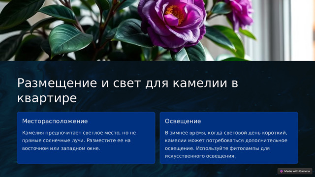  Размещение и свет для камелии в квартире Месторасположение Освещение Камелия предпочитает светлое место, но не прямые солнечные лучи. Разместите ее на восточном или западном окне. В зимнее время, когда световой день короткий, камелии может потребоваться дополнительное освещение. Используйте фитолампы для искусственного освещения. 