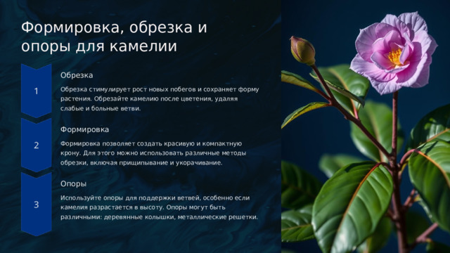  Формировка, обрезка и опоры для камелии Обрезка Обрезка стимулирует рост новых побегов и сохраняет форму растения. Обрезайте камелию после цветения, удаляя слабые и больные ветви. Формировка Формировка позволяет создать красивую и компактную крону. Для этого можно использовать различные методы обрезки, включая прищипывание и укорачивание. Опоры Используйте опоры для поддержки ветвей, особенно если камелия разрастается в высоту. Опоры могут быть различными: деревянные колышки, металлические решетки. 
