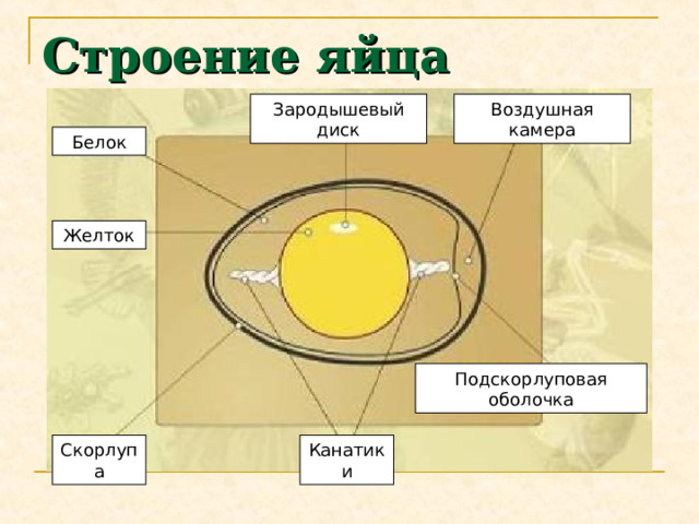 Строение яйца Зародышевый диск Воздушная камера Белок Желток Подскорлуповая оболочка Скорлупа Канатики 
