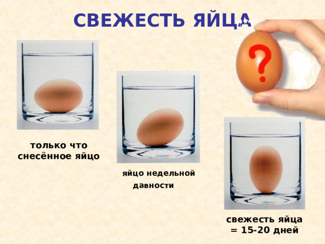 СВЕЖЕСТЬ ЯЙЦА   только что снесённое яйцо яйцо недельной давности  свежесть яйца = 15-20 дней 