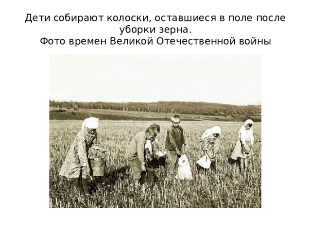 Дети собирают колоски, оставшиеся в поле после уборки зерна.  Фото времен Великой Отечественной войны 