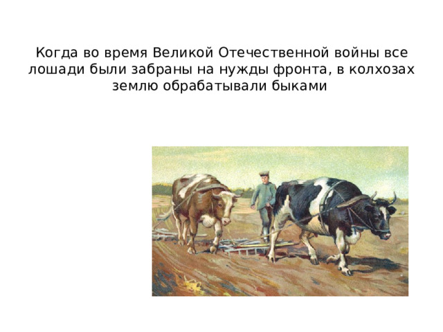 Когда во время Великой Отечественной войны все лошади были забраны на нужды фронта, в колхозах землю обрабатывали быками 