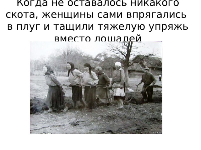 Когда не оставалось никакого скота, женщины сами впрягались в плуг и тащили тяжелую упряжь вместо лошадей 