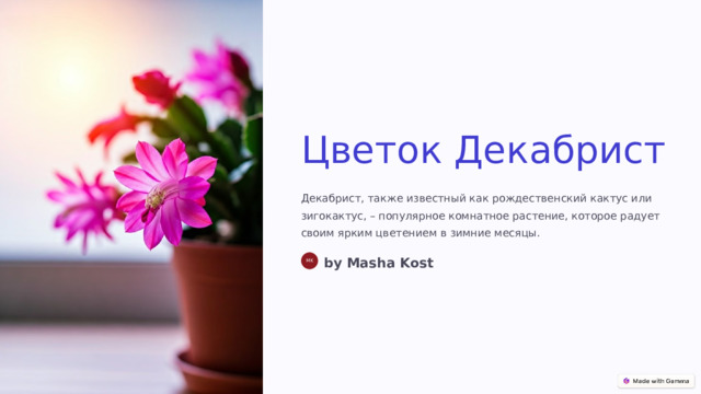 Цветок Декабрист Декабрист, также известный как рождественский кактус или зигокактус, – популярное комнатное растение, которое радует своим ярким цветением в зимние месяцы. by Masha Kost MK  