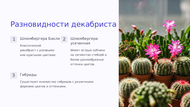 Разновидности декабриста Шлюмбергера Бакли Шлюмбергера усеченная 1 2 Классический декабрист с розовыми или красными цветами. Имеет острые зубчики на сегментах стеблей и более разнообразные оттенки цветов. Гибриды 3 Существует множество гибридов с различными формами цветов и оттенками.  