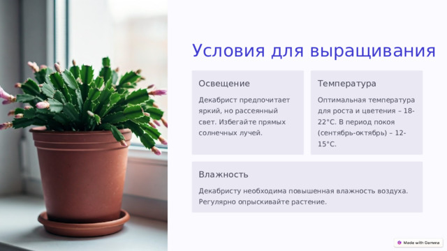 Условия для выращивания Освещение Температура Декабрист предпочитает яркий, но рассеянный свет. Избегайте прямых солнечных лучей. Оптимальная температура для роста и цветения – 18-22°C. В период покоя (сентябрь-октябрь) – 12-15°C. Влажность Декабристу необходима повышенная влажность воздуха. Регулярно опрыскивайте растение.  