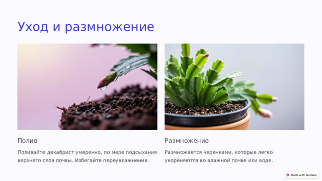 Уход и размножение Полив Размножение Поливайте декабрист умеренно, по мере подсыхания верхнего слоя почвы. Избегайте переувлажнения. Размножается черенками, которые легко укореняются во влажной почве или воде.  