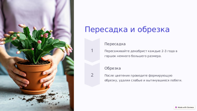Пересадка и обрезка Пересадка Пересаживайте декабрист каждые 2-3 года в горшок немного большего размера. Обрезка После цветения проведите формирующую обрезку, удаляя слабые и вытянувшиеся побеги.  