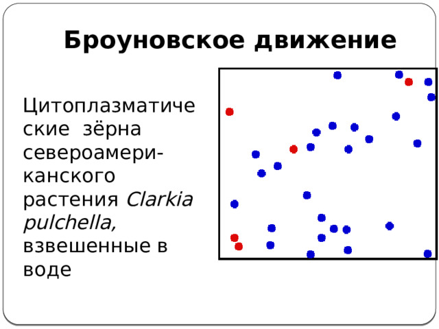Броуновское движение  Цитоплазматические зёрна североамери-канского растения Clarkia pulchella, взвешенные в воде 