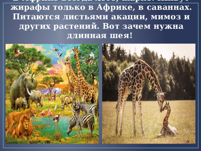 В Африке всегда лето, жарко. Живут жирафы только в Африке, в саваннах. Питаются листьями акации, мимоз и других растений. Вот зачем нужна длинная шея! 