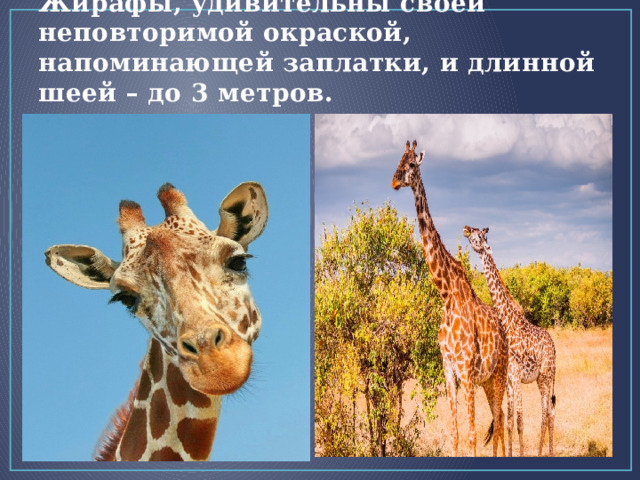 Жирафы, удивительны своей неповторимой окраской, напоминающей заплатки, и длинной шеей – до 3 метров. 