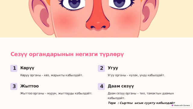  Сезүү органдарынын негизги түрлөрү Көрүү Угуу 2 1 Көрүү органы – көз, жарыкты кабылдайт. Угуу органы – кулак, үндү кабылдайт. Даам сезүү Жыттоо 4 3 Жыттоо органы – мурун, жыттарды кабылдайт. Даам сезүү органы – тил, тамактын даамын кабылдайт. Тери : Сырткы ысык суукту кабылдайт 
