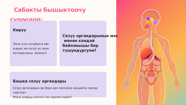   Сабакты бышыктоочу суроолор: Көрүү Сезүү органдарынын мээ  менен кандай байланышы бар түшундүргулө? Эмне үчүн козүбүзгө көп жарык же катуу үн зыян келтирилиши мүмкүн? Башка сезүү органдары Сезүү органдарын ар бири ден соолукка кандайча таасир тийгизет Жана аларды кантип сак кармоо керек? 