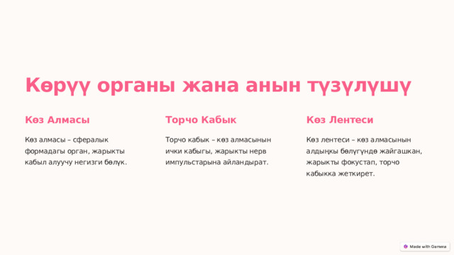  Көрүү органы жана анын түзүлүшү Көз Алмасы Торчо Кабык Көз Лентеси Көз алмасы – сфералык формадагы орган, жарыкты кабыл алуучу негизги бөлүк. Торчо кабык – көз алмасынын ички кабыгы, жарыкты нерв импульстарына айландырат. Көз лентеси – көз алмасынын алдыңкы бөлүгүндө жайгашкан, жарыкты фокустап, торчо кабыкка жеткирет. 