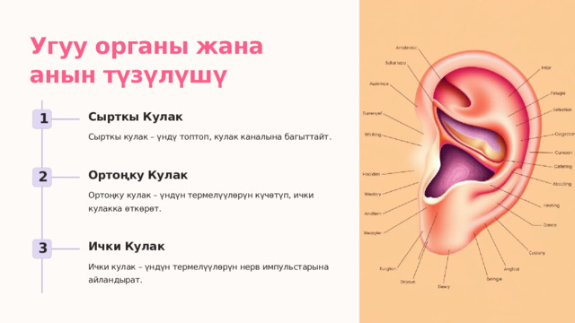  Угуу органы жана анын түзүлүшү Сырткы Кулак 1 Сырткы кулак – үндү топтоп, кулак каналына багыттайт. Ортоңку Кулак 2 Ортоңку кулак – үндүн термелүүлөрүн күчөтүп, ички кулакка өткөрөт. Ички Кулак 3 Ички кулак – үндүн термелүүлөрүн нерв импульстарына айландырат. 