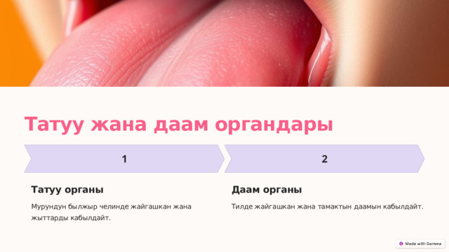  Татуу жана даам органдары Татуу органы Даам органы Мурундун былжыр челинде жайгашкан жана жыттарды кабылдайт. Тилде жайгашкан жана тамактын даамын кабылдайт. 