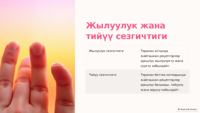  Жылуулук жана тийүү сезгичтиги Жылуулук сезгичтиги Теринин астында жайгашкан рецепторлор аркылуу жылуулукту жана суукту кабылдайт. Тийүү сезгичтиги Теринин беттик катмарында жайгашкан рецепторлор аркылуу басымды, тийүүнү жана ооруну кабылдайт. 