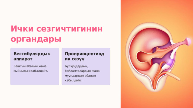  Ички сезгичтигинин органдары Вестибулярдык аппарат Проприоцептивдик сезүү Баштын абалын жана кыймылын кабылдайт. Булчуңдардын, байламталардын жана муундардын абалын кабылдайт. 