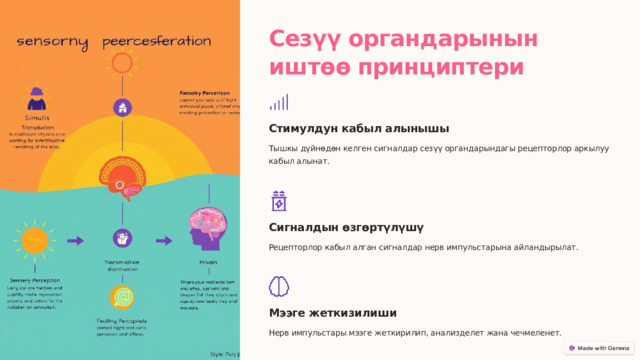  Сезүү органдарынын иштөө принциптери Стимулдун кабыл алынышы Тышкы дүйнөдөн келген сигналдар сезүү органдарындагы рецепторлор аркылуу кабыл алынат. Сигналдын өзгөртүлүшү Рецепторлор кабыл алган сигналдар нерв импульстарына айландырылат. Мээге жеткизилиши Нерв импульстары мээге жеткирилип, анализделет жана чечмеленет. 