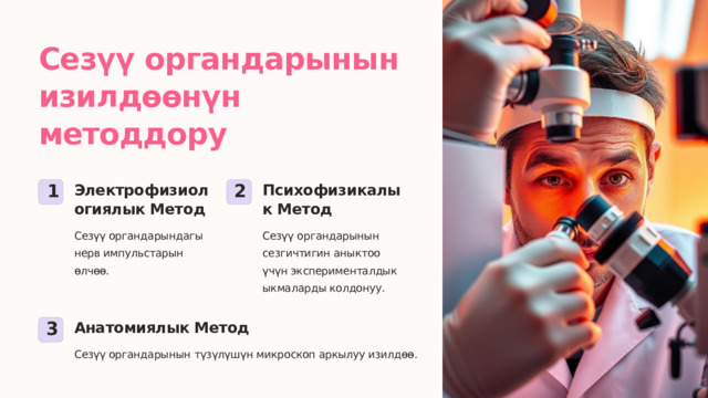  Сезүү органдарынын изилдөөнүн методдору Электрофизиологиялык Метод Психофизикалык Метод 1 2 Сезүү органдарындагы нерв импульстарын өлчөө. Сезүү органдарынын сезгичтигин аныктоо үчүн эксперименталдык ыкмаларды колдонуу. Анатомиялык Метод 3 Сезүү органдарынын түзүлүшүн микроскоп аркылуу изилдөө. 