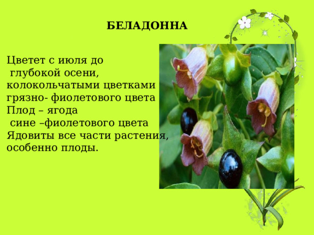 БЕЛАДОННА Цветет с июля до  глубокой осени,  колокольчатыми цветками  грязно- фиолетового цвета  Плод – ягода  сине –фиолетового цвета  Ядовиты все части растения,  особенно плоды. 