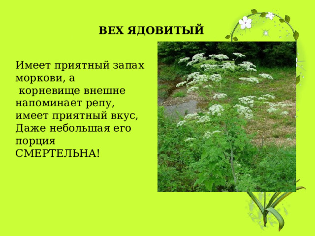 ВЕХ ЯДОВИТЫЙ Имеет приятный запах  моркови, а  корневище внешне  напоминает репу,  имеет приятный вкус, Даже небольшая его порция  СМЕРТЕЛЬНА! 