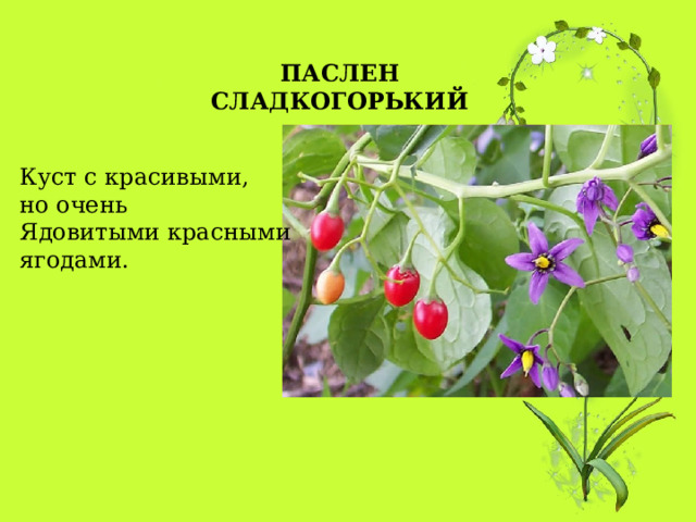 ПАСЛЕН СЛАДКОГОРЬКИЙ Куст с красивыми,  но очень Ядовитыми красными  ягодами. 