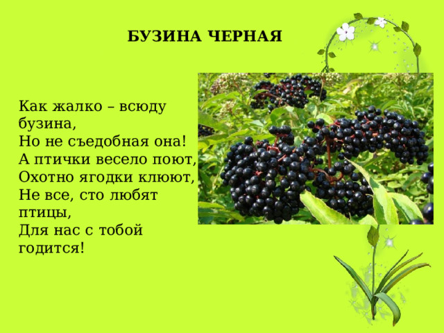 БУЗИНА ЧЕРНАЯ Как жалко – всюду бузина, Но не съедобная она!  А птички весело поют,  Охотно ягодки клюют,  Не все, сто любят птицы,  Для нас с тобой годится! 