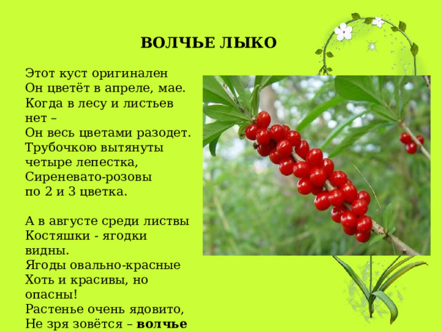 ВОЛЧЬЕ ЛЫКО Этот куст оригинален  Он цветёт в апреле, мае.  Когда в лесу и листьев нет –  Он весь цветами разодет.  Трубочкою вытянуты   четыре лепестка,  Сиреневато-розовы   по 2 и 3 цветка.   А в августе среди листвы  Костяшки - ягодки видны.  Ягоды овально-красные  Хоть и красивы, но опасны!  Растенье очень ядовито,  Не зря зовётся –  волчье лыко!  