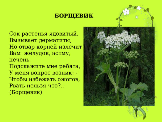 БОРЩЕВИК Сок растенья ядовитый,  Вызывает дерматиты,  Но отвар корней излечит  Вам  желудок, астму, печень.  Подскажите мне ребята,  У меня вопрос возник: -  Чтобы избежать ожогов,  Рвать нельзя что?.. (Борщевик) 