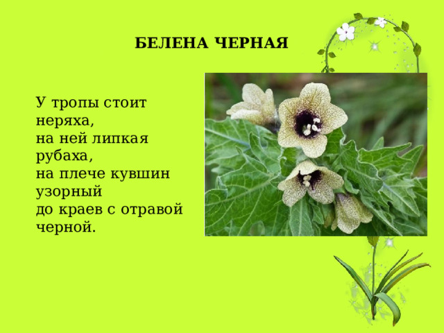 БЕЛЕНА ЧЕРНАЯ У тропы стоит неряха,  на ней липкая рубаха,  на плече кувшин узорный  до краев с отравой черной. 