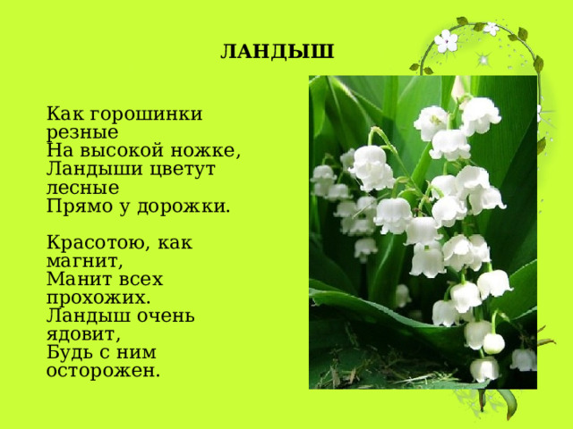 ЛАНДЫШ Как горошинки резные На высокой ножке, Ландыши цветут лесные Прямо у дорожки. Красотою, как магнит, Манит всех прохожих. Ландыш очень ядовит, Будь с ним осторожен. 